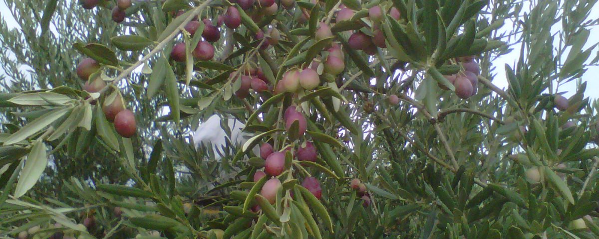 ACEITUNA VARIEDAD ALFAFARA ACEITUNA VARIEDAD ALFAFARA