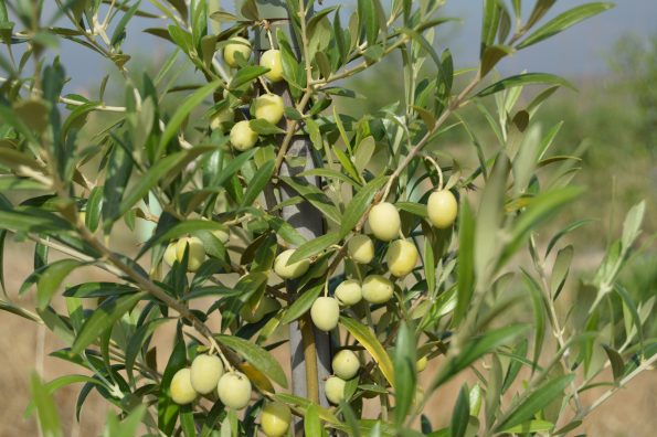 Cuánto dura el aceite de oliva una vez abierto