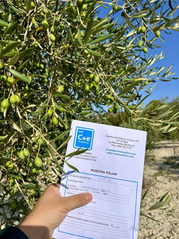 Cuidando nuestros olivos para una cosecha de calidad y sostenible