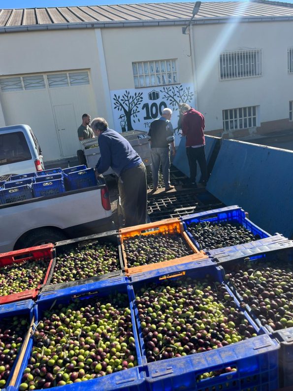 2 millones de kilos de aceitunas