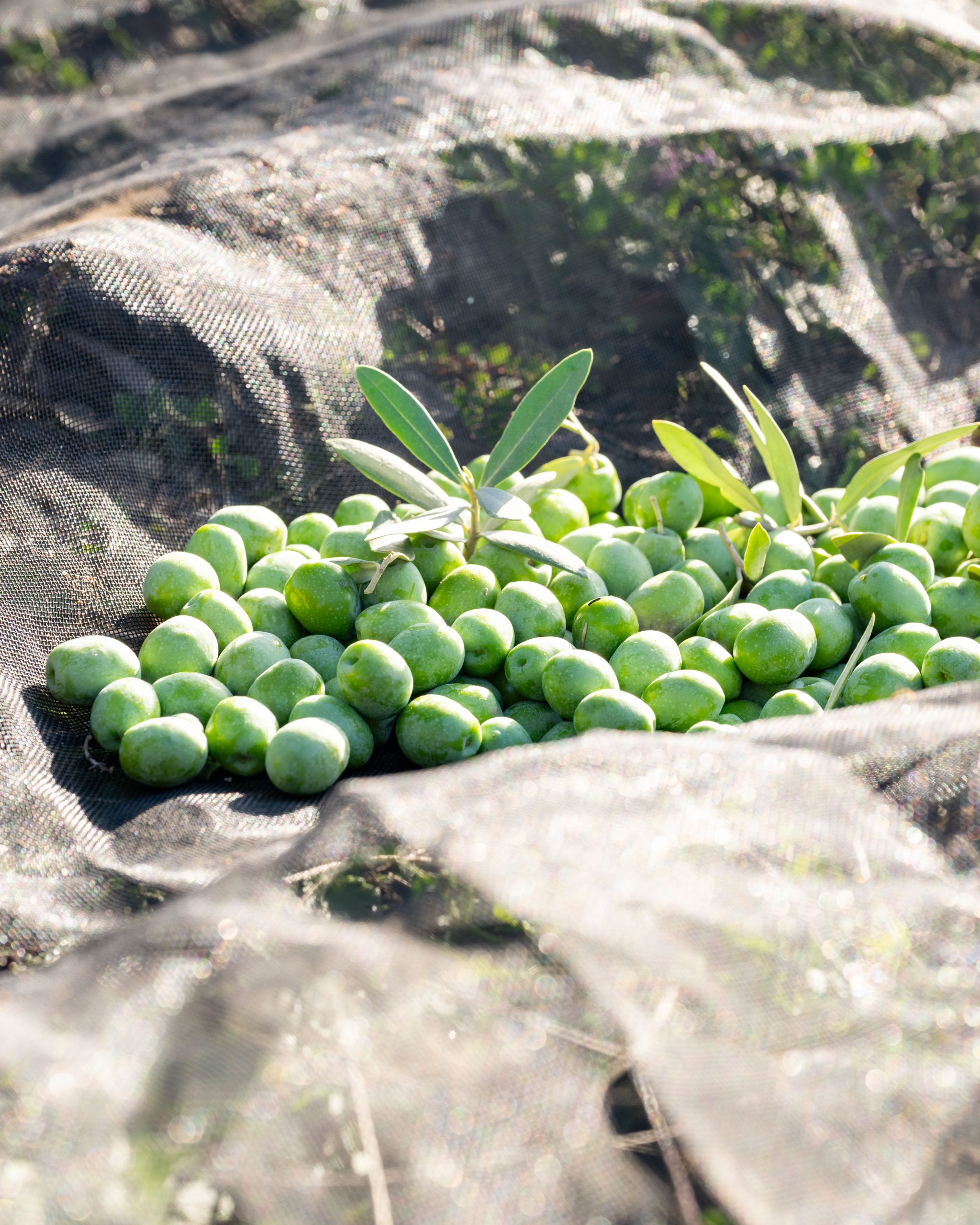 Hemos alcanzado los 3.000.000 de kilos de olivas recogidas en el mes de noviembre