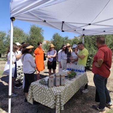 Visita de la Mancomunidad a Campoenguera: una experiencia entre olivos, aceite y tradición valenciana