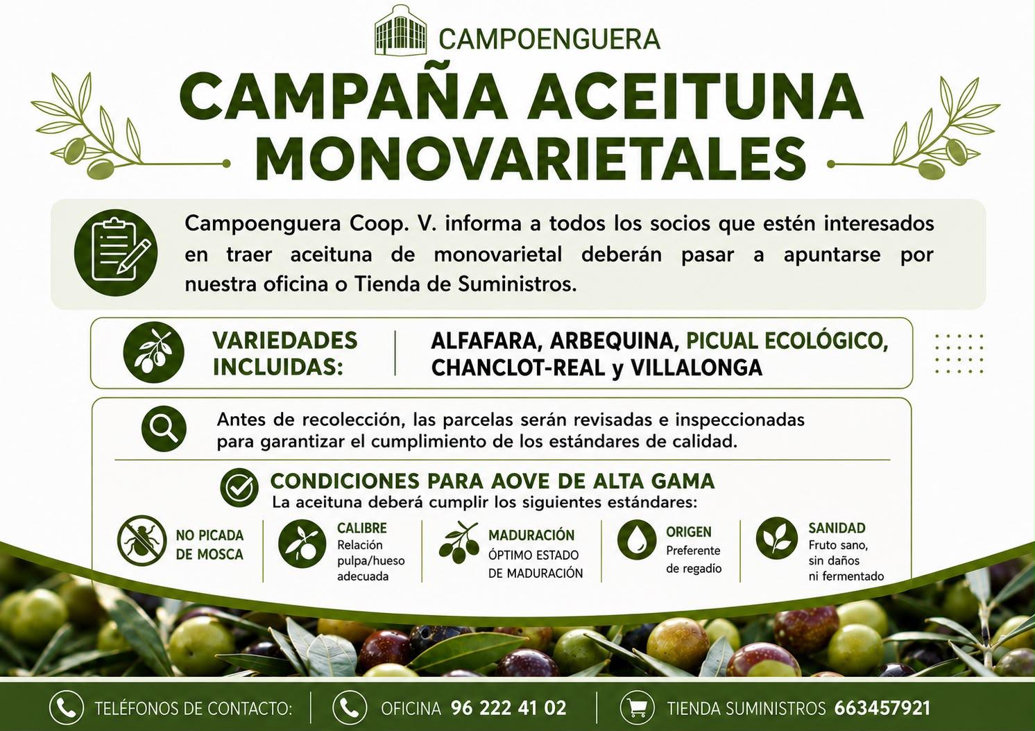 Aceituna Monovarietales campoenguera