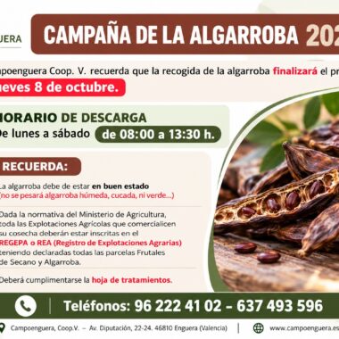 Campaña de la Algarroba 2026: finalización de la recogida el próximo jueves 8 de octubre