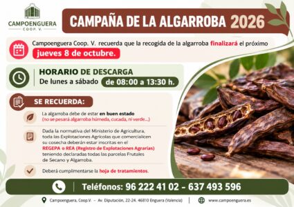 Cómo elegir aceite de oliva virgen extra: guía completa de compra