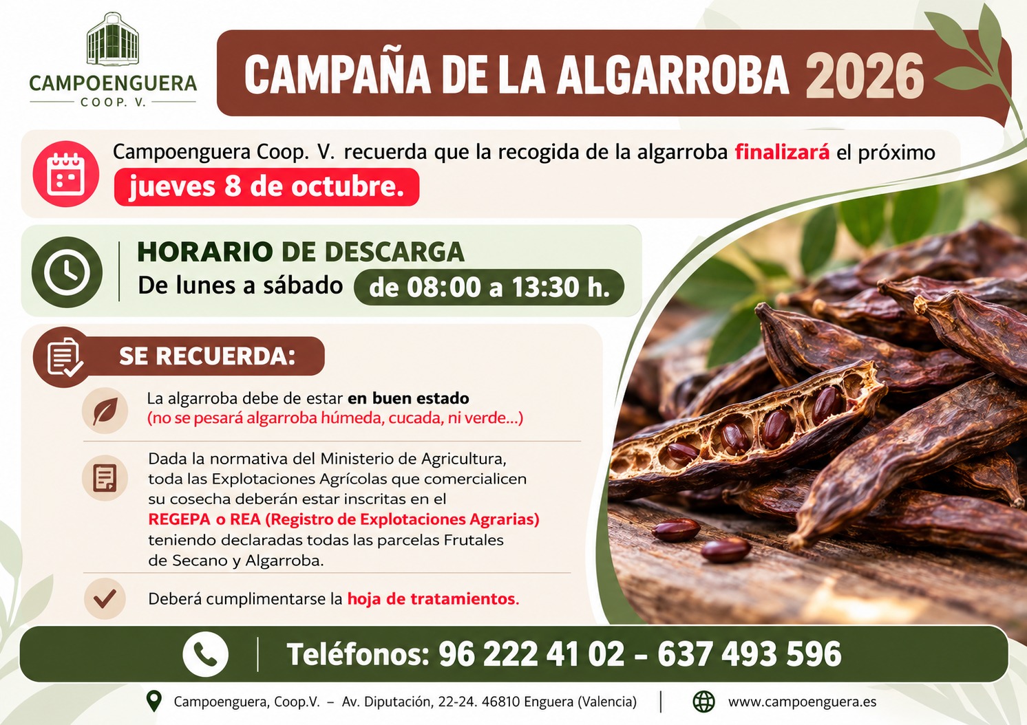 Campaña de la Algarroba 2026: finalización de la recogida el próximo jueves 8 de octubre