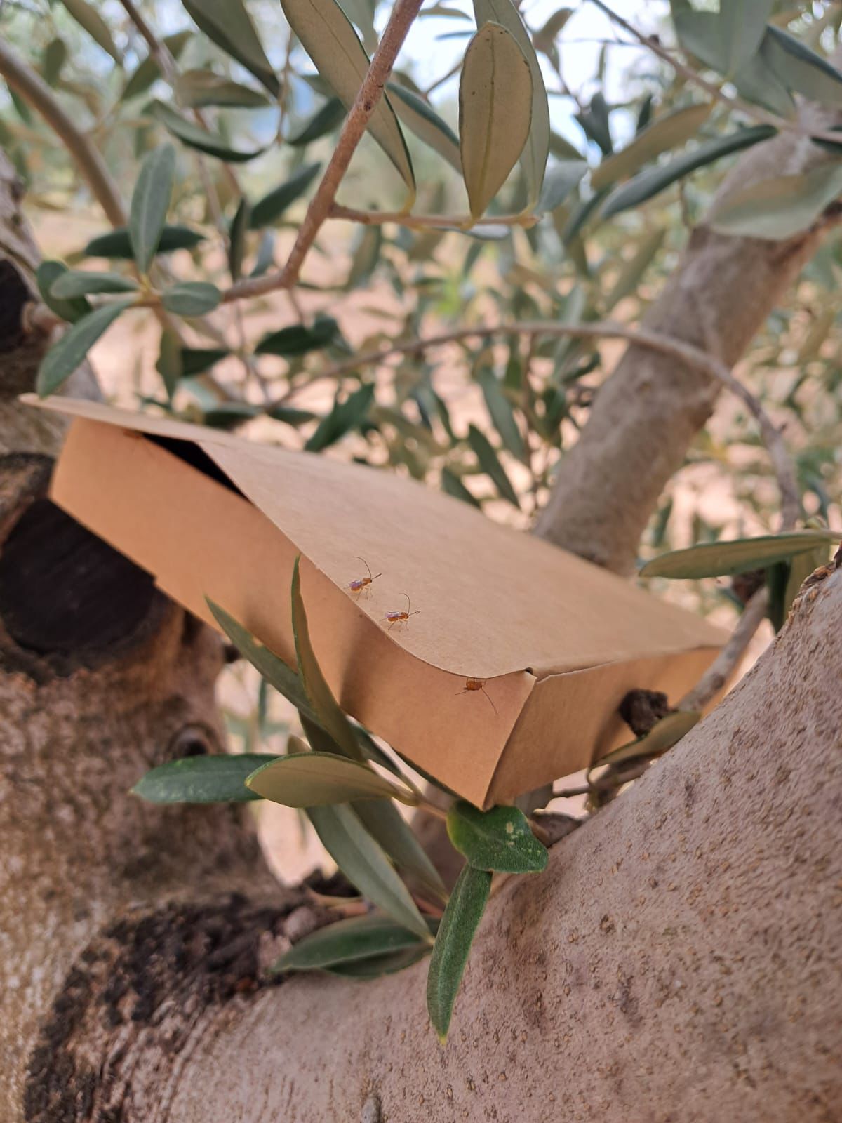 Avanzamos en el control biológico de la mosca del olivo con el apoyo de la GVA