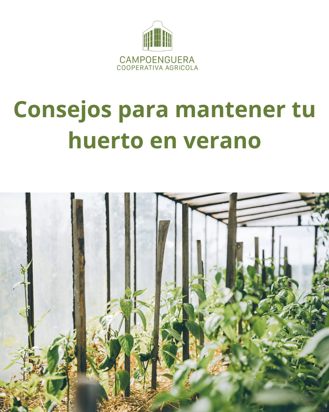 Consejos para mantener tu huerto durante los meses de más calor