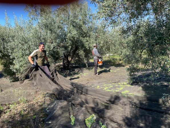 molturacion campoenguera