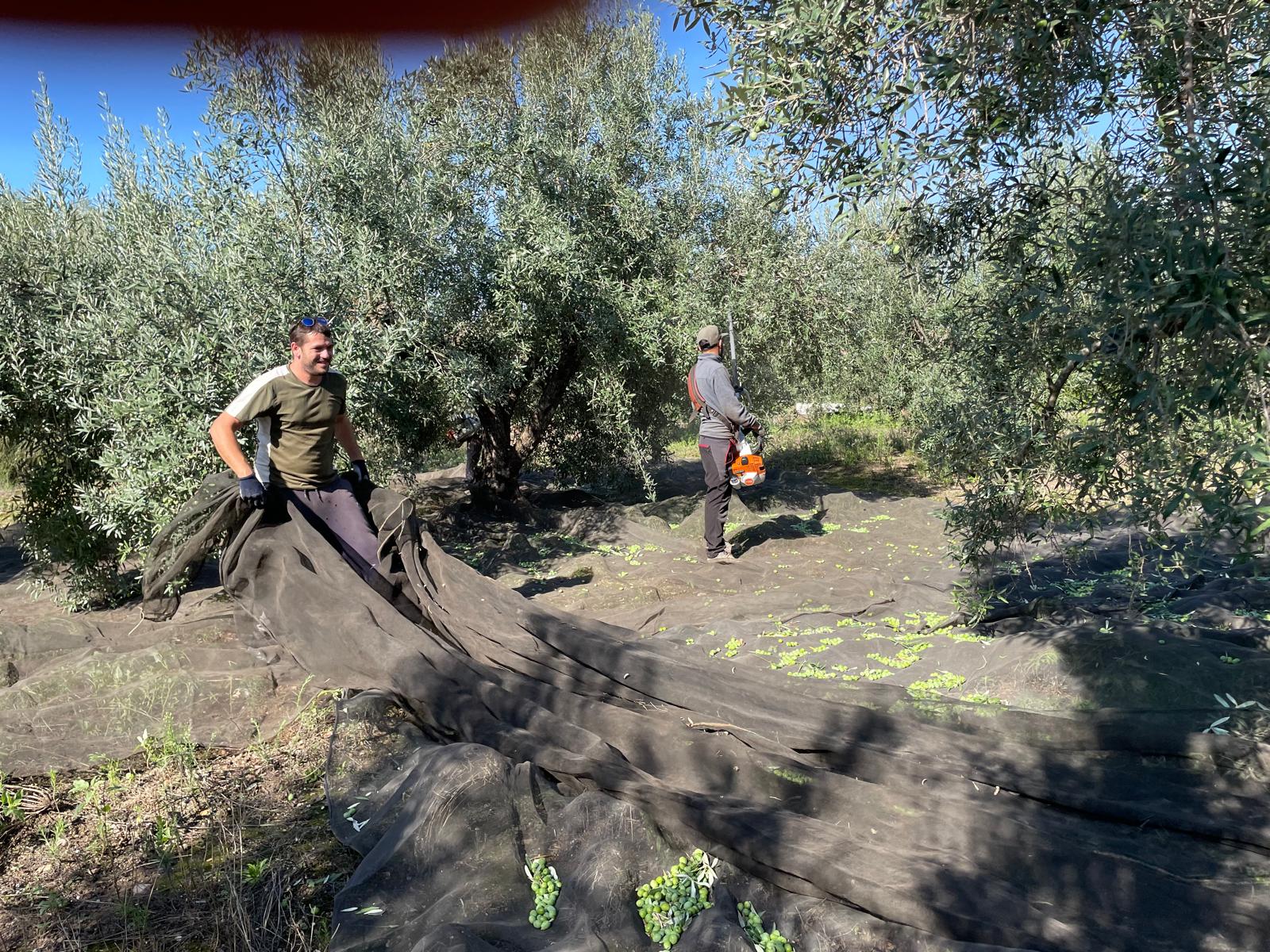 molturacion campoenguera